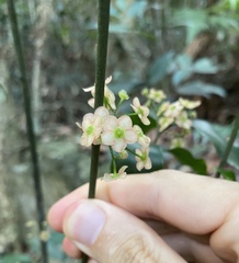 Euonymus tsoi