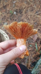 Lactarius quieticolor