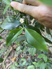 Euonymus tsoi