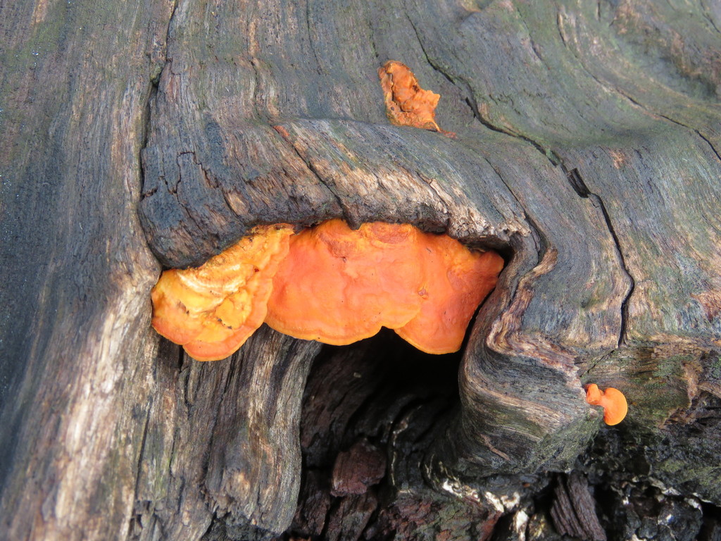 Trametes sanguinea · January 2018 · photo: © nicoolejnik (iNaturalist, cc-by)