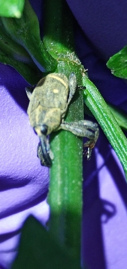 Merus unifasciatus