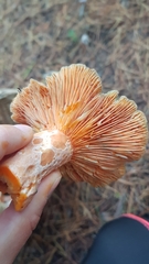 Lactarius quieticolor