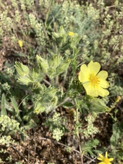 Potentilla astracanica