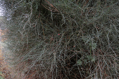 Ephedra triandra