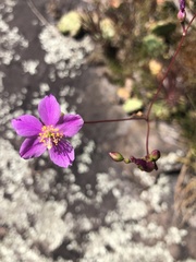 Phemeranthus mengesii
