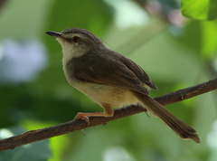 Prinia subflava affinis
