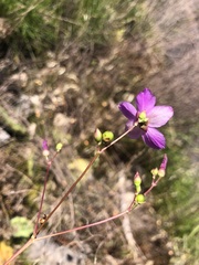 Phemeranthus mengesii