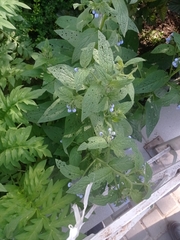 Symphytum caucasicum