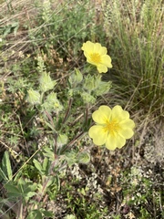 Potentilla astracanica