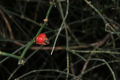 Ephedra triandra