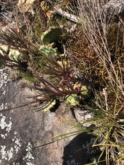 Phemeranthus mengesii