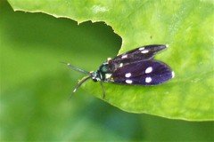 Chrysartona stipata