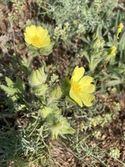 Potentilla astracanica