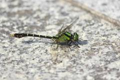 Nihonogomphus viridis