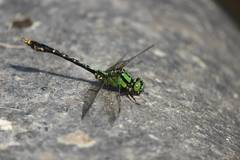 Nihonogomphus viridis