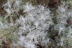 Senecio viravira