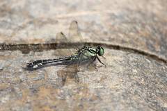 Shaogomphus postocularis