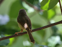 Prinia subflava affinis
