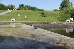 Nihonogomphus viridis