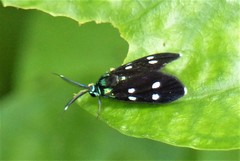 Chrysartona stipata