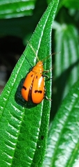 Aulacophora bicolor