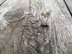 Thanasimus undatulus