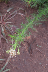 Baccharis ulicina