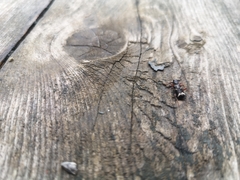 Thanasimus undatulus