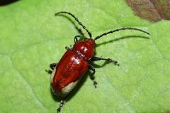 Pseudodera xanthospila