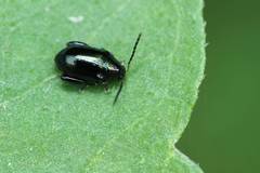 Psylliodes brettinghami