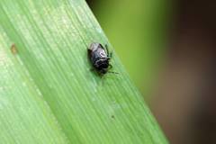 Chilocoris nigricans