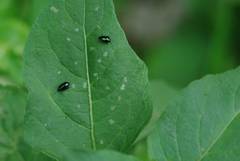 Psylliodes brettinghami