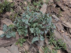 Physochlaina physaloides