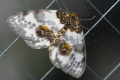 Abraxas miranda miranda