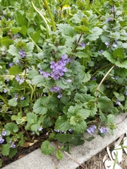Glechoma hederacea