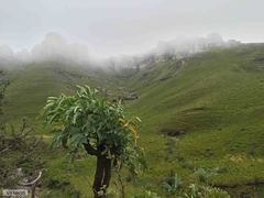 Cussonia paniculata paniculata