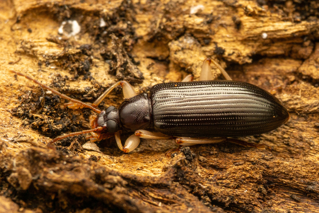 Dimorphochilus pascoei
