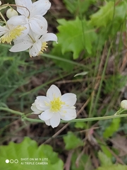 Thalictrum tuberosum