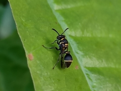 Ropalidia timida