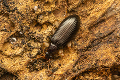 Dimorphochilus pascoei