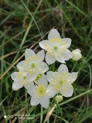 Thalictrum tuberosum