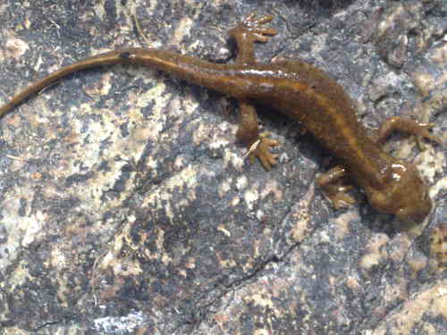 Euproctus montanus