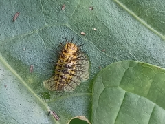 Aspidimorpha miliaris