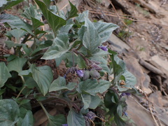 Physochlaina physaloides