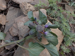 Physochlaina physaloides