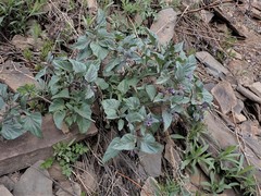 Physochlaina physaloides