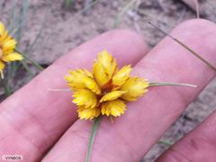 Cyperus sphaerocephalus
