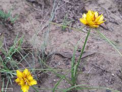 Cyperus sphaerocephalus