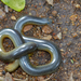 Serpiente Ciega de Zambeze - Photo (c) Bernard DUPONT, algunos derechos reservados (CC BY-NC-SA)