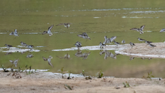 Calidris fuscicollis